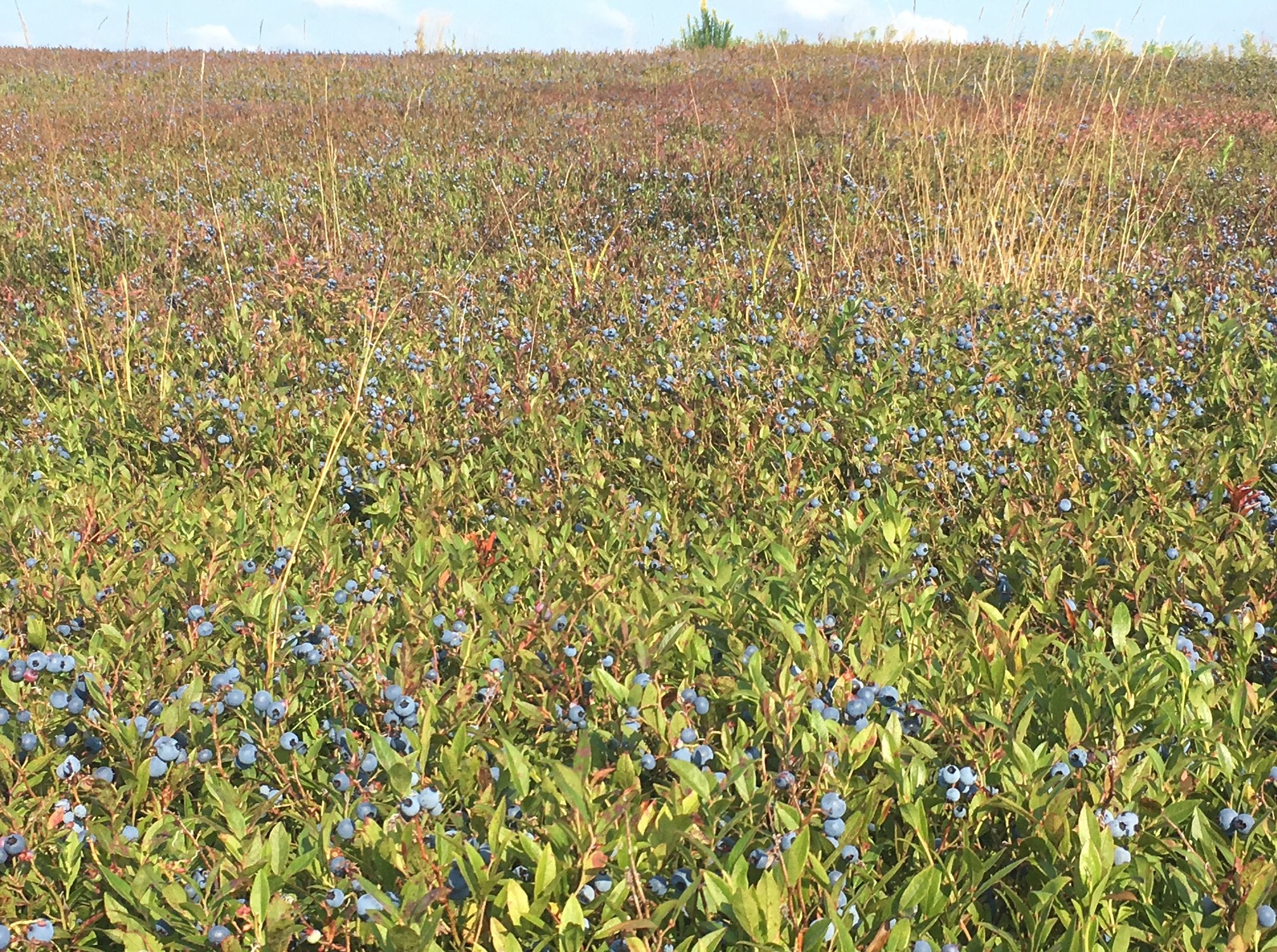 Blueberry Fields Forever at Bleuet Hill Farm - Natural Contents